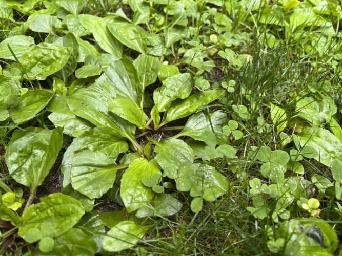 Weeds aren’t just nuisances, they’re messengers Here’s what they can tell you